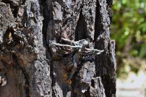 carrick hill 2014 (25)